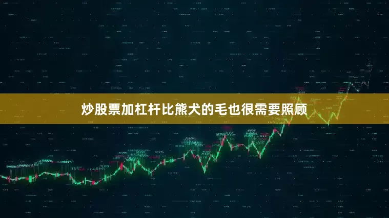 炒股票加杠杆比熊犬的毛也很需要照顾